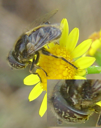 Eristalinus aeneus